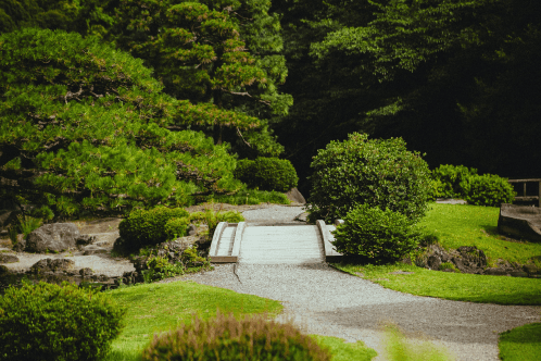 A small wooden bridge over a gravel path in a meticulously maintained Japanese garden, surrounded by lush pine trees and manicured bushes, creating a sense of tranquility and harmony with nature.