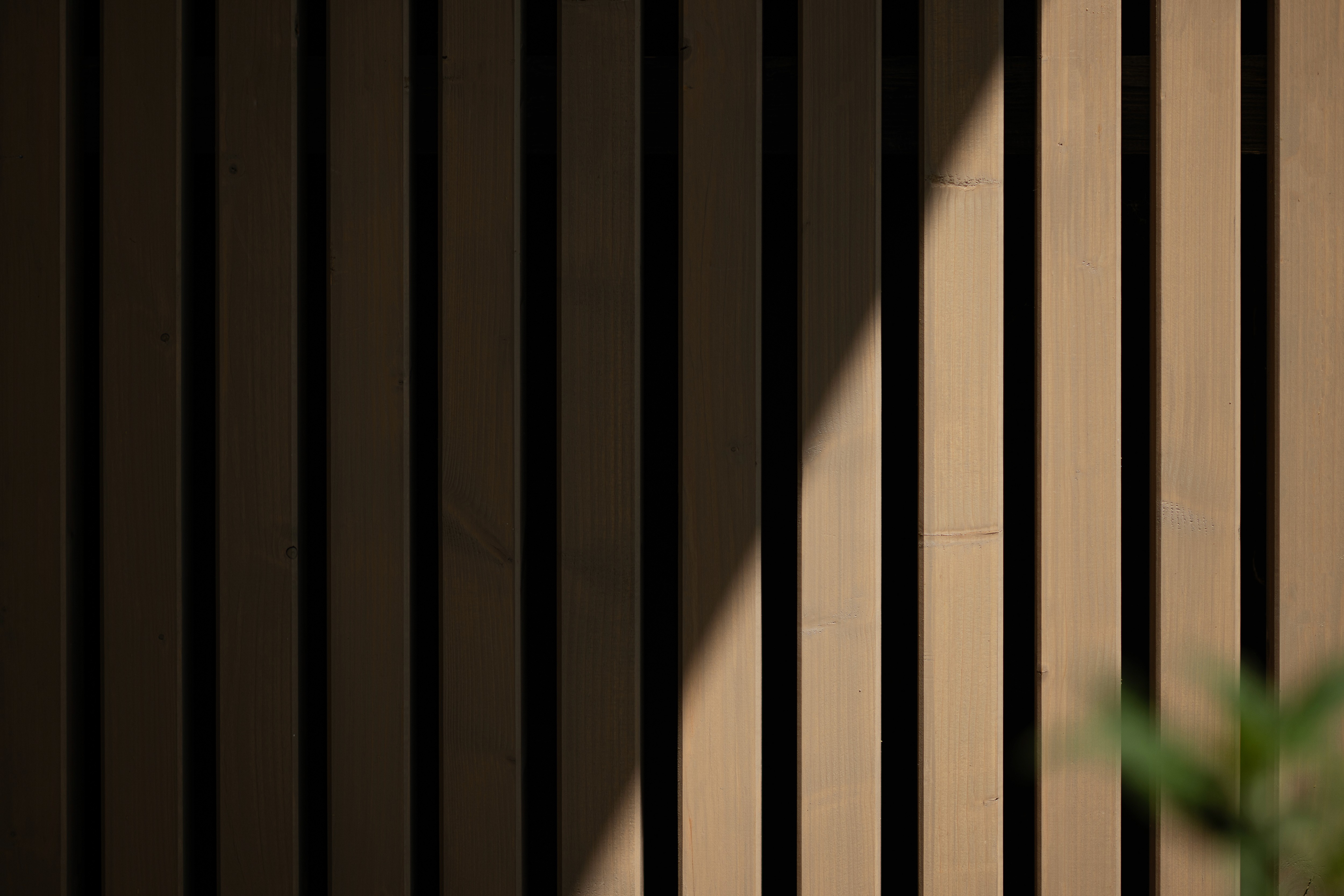 Blätter mit Licht und Schatten.