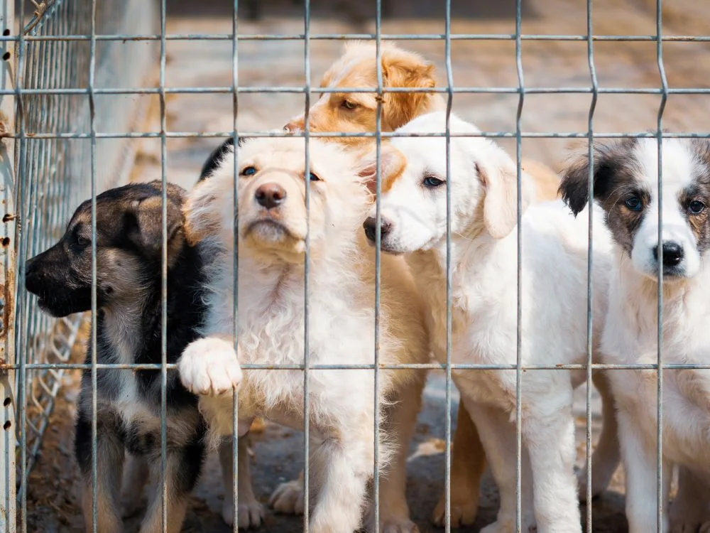 Crecen negocios. Se salvan vidas.