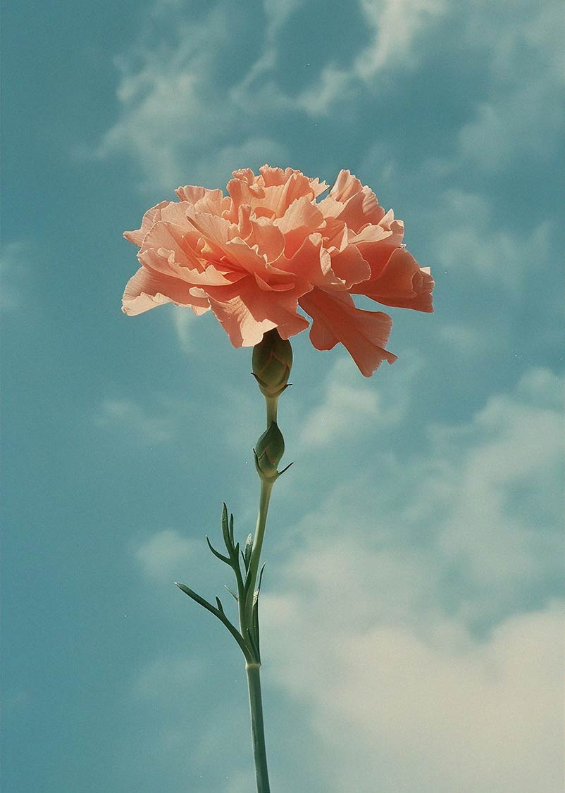Image of a pink flower in sunny day