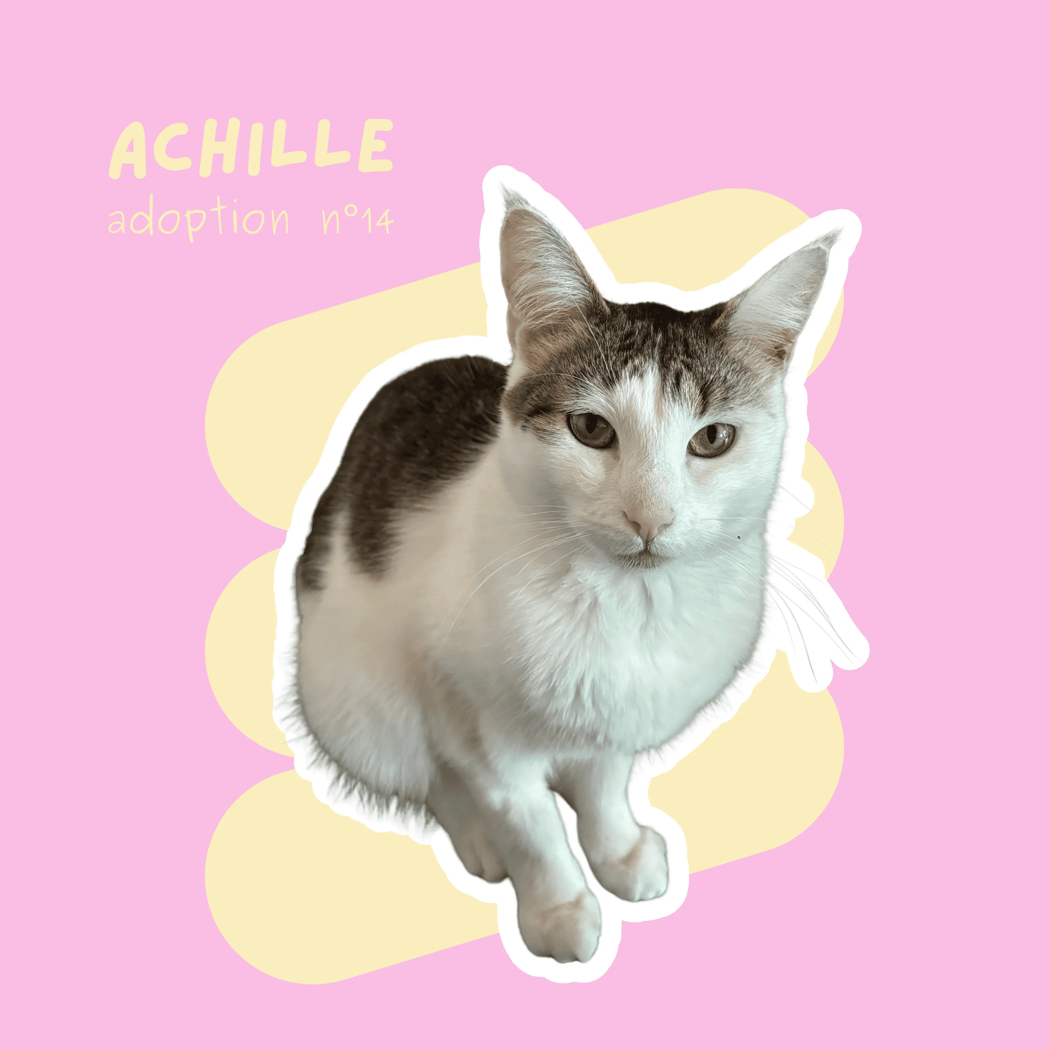 chat-achille