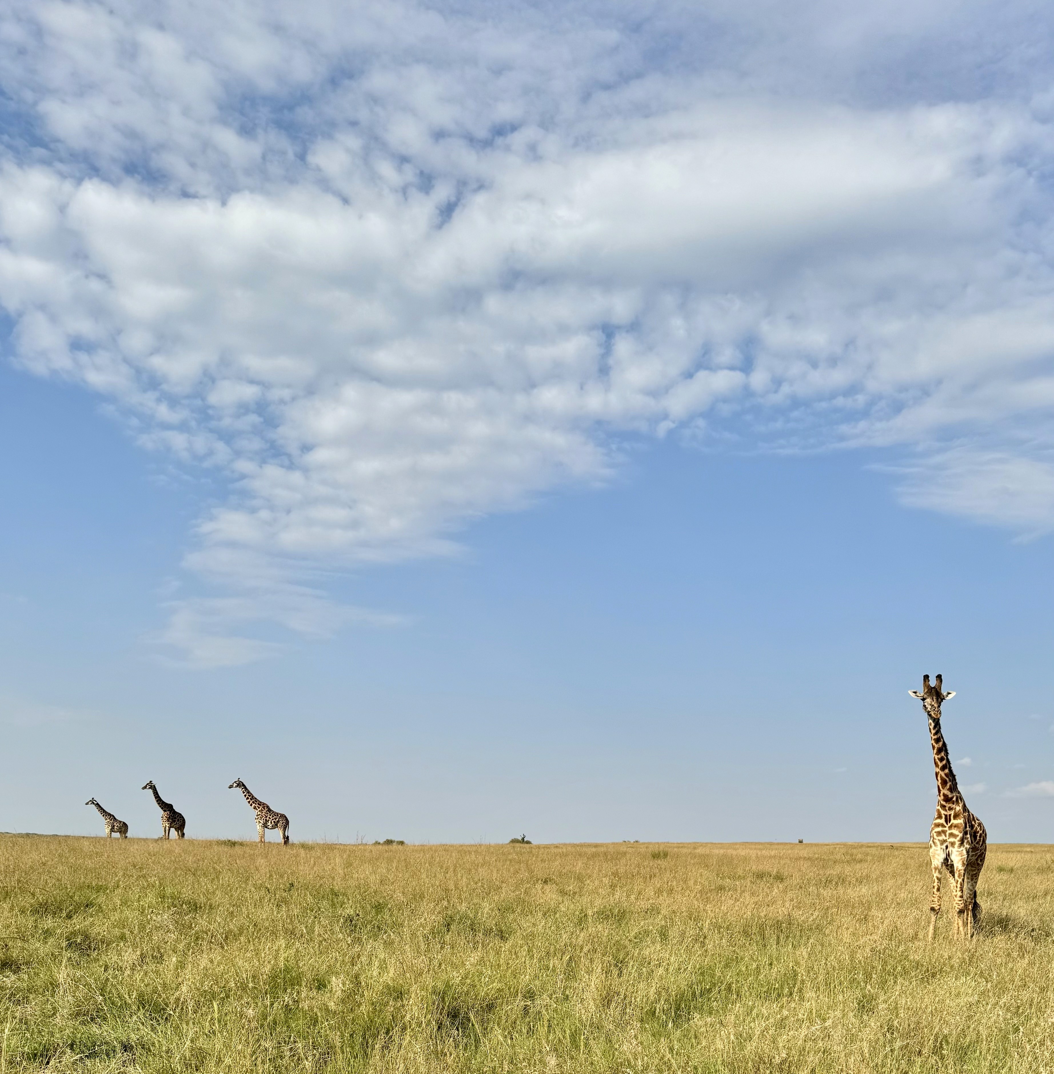 4 Giraffes in Mara creating a striking visual against the plains.