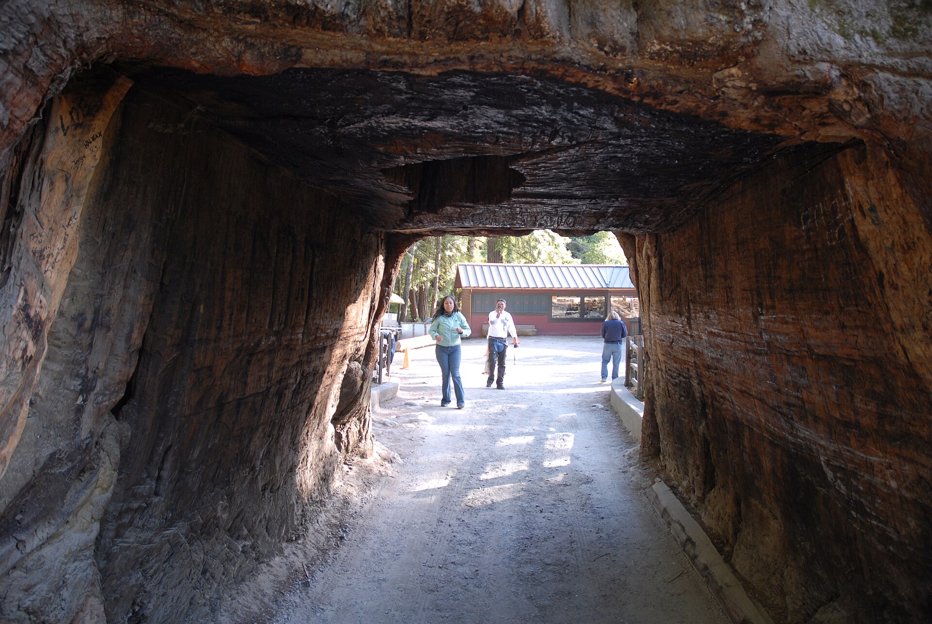 Looking through the opening in the Chandelier Tree at Drive-Thru Tree Park.