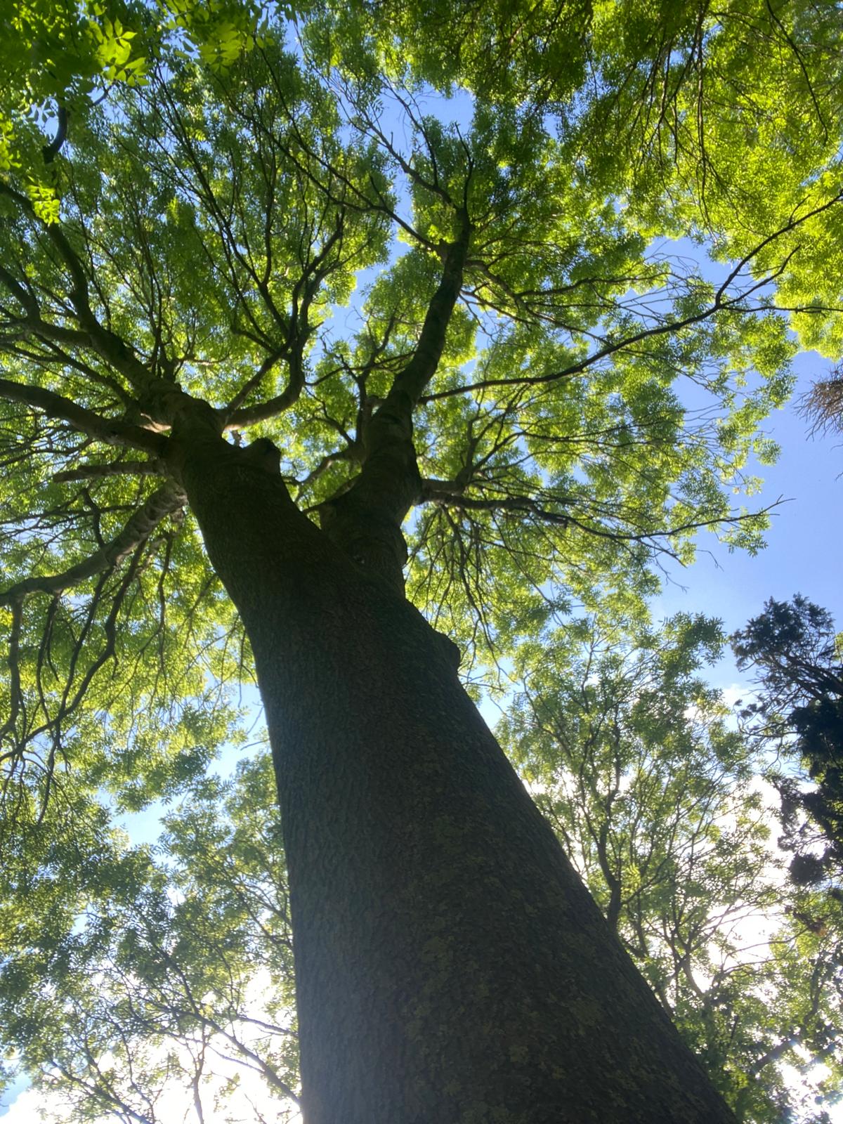 a-man-measuring-a-tree-with-a-tape-measure - guille-b (unsplash)./pho