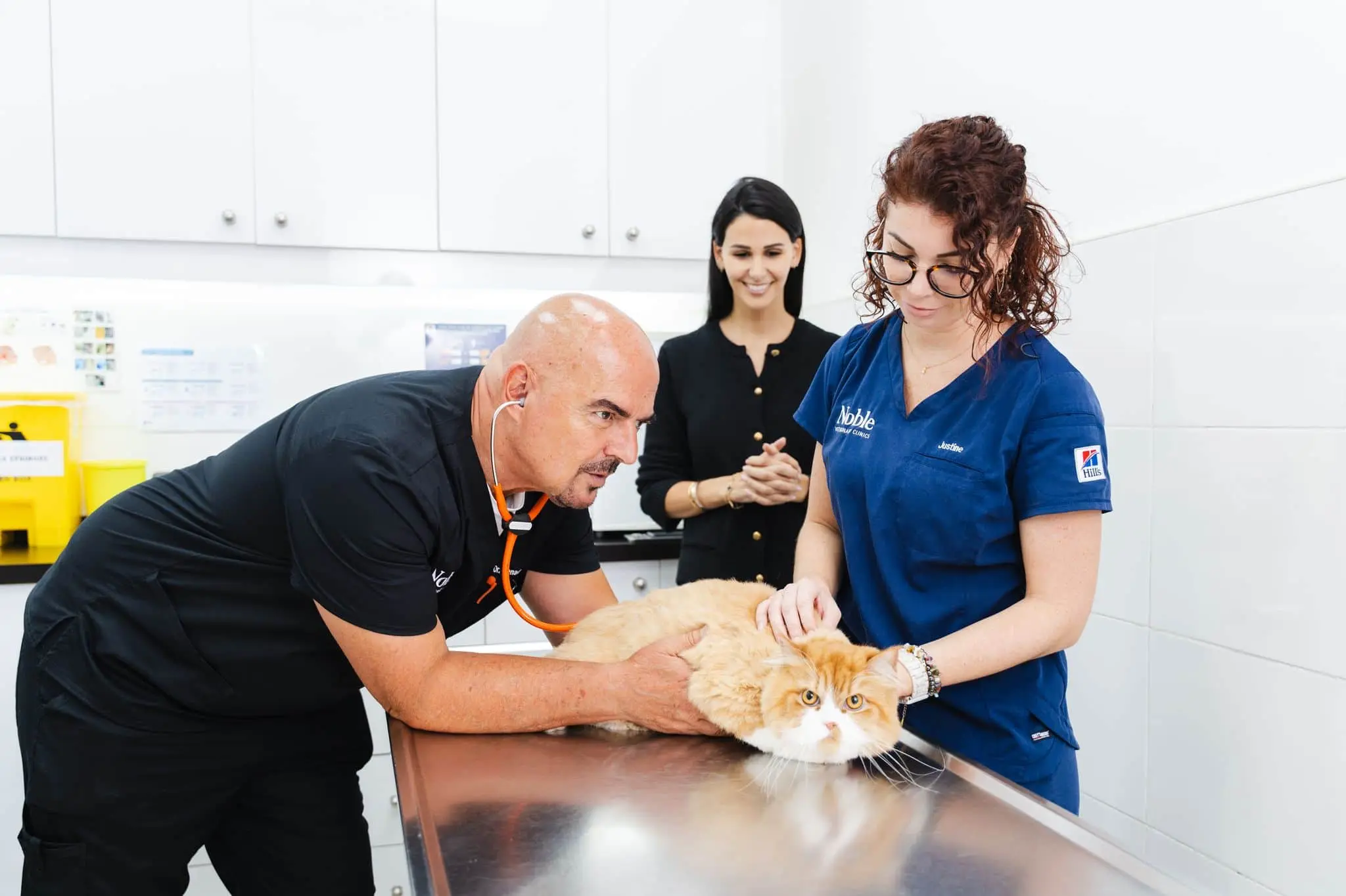 Two veterinarians are checking a cat before boarding. The pet owner is watching from behind.