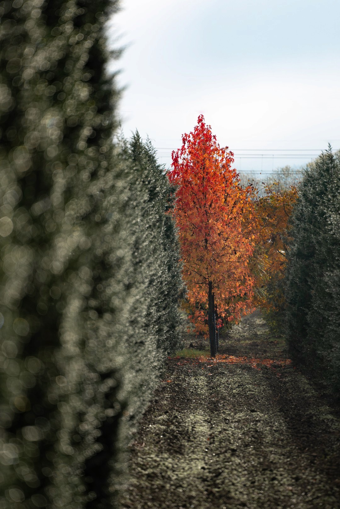 Liquidambar styraciflua mit schlankem Stamm, aufrechter Krone und dichtem Laub in intensiven Rot- und Orangetönen.