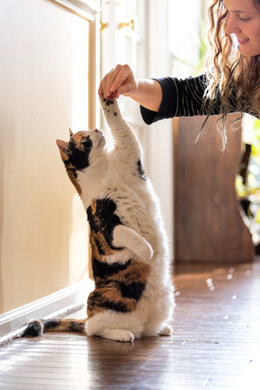 cat doing highfive with owner