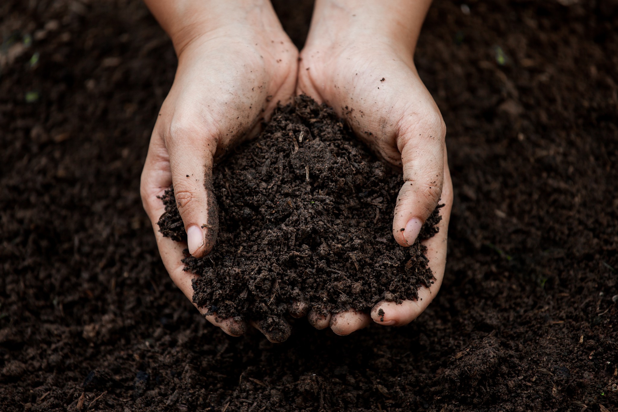 Image showing biochar 