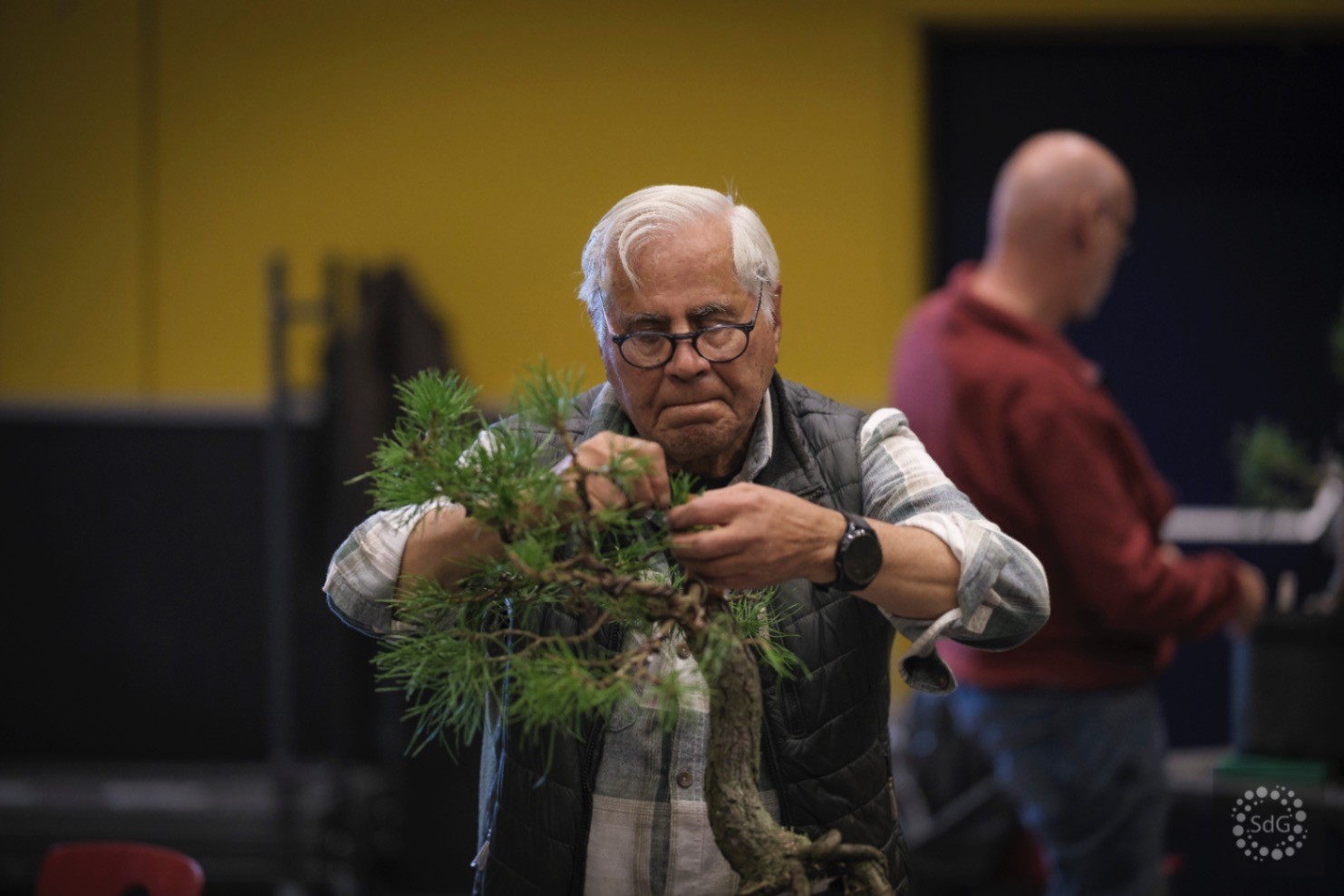 tentoongestelde bonsai bomen