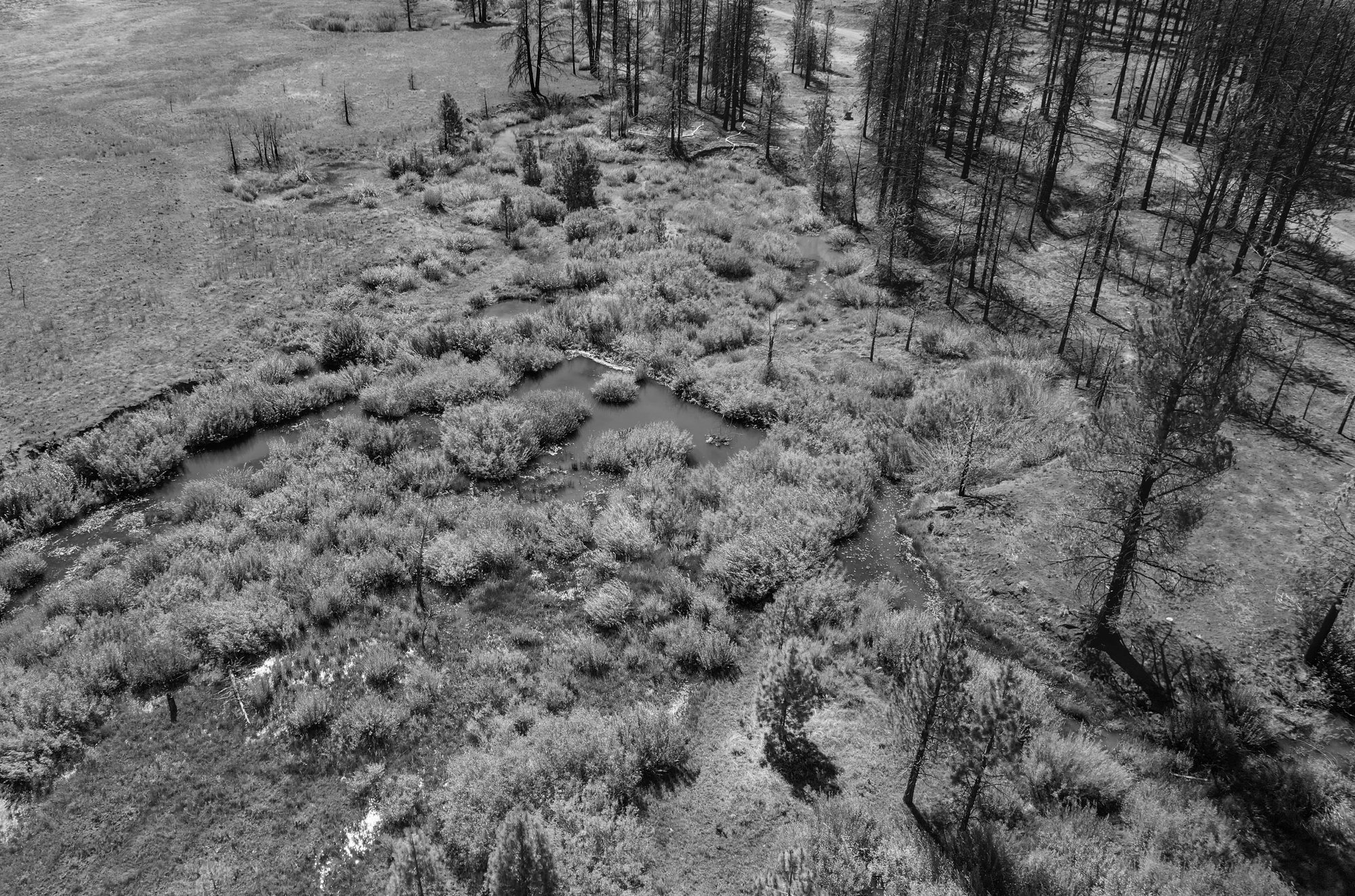Aerial view of a lush beaver-dammed wetland surrounded by burned, blackened forest after a wildfire.