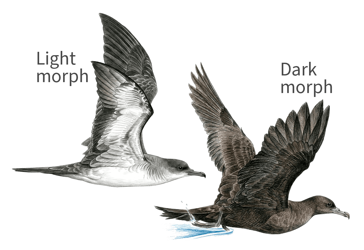 Wedge-tailed Shearwater illustration