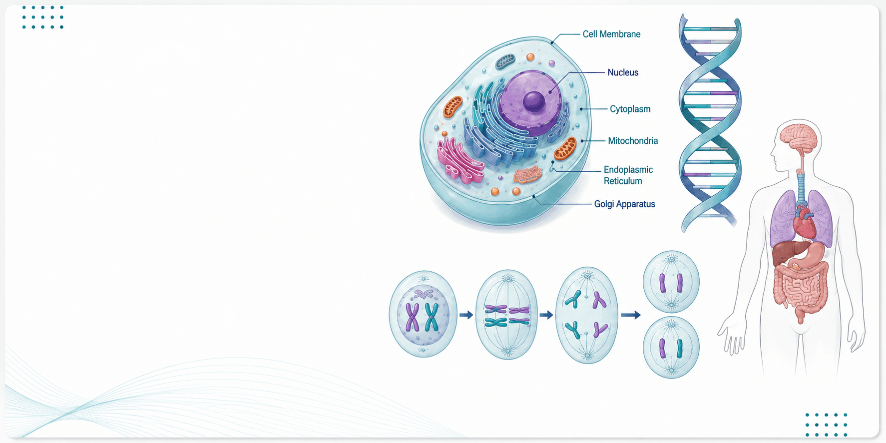 SNC2D biology overview - labeled animal cell, DNA strand, human organ systems, and mitosis vs meiosis - Grade 10 Science tutoring