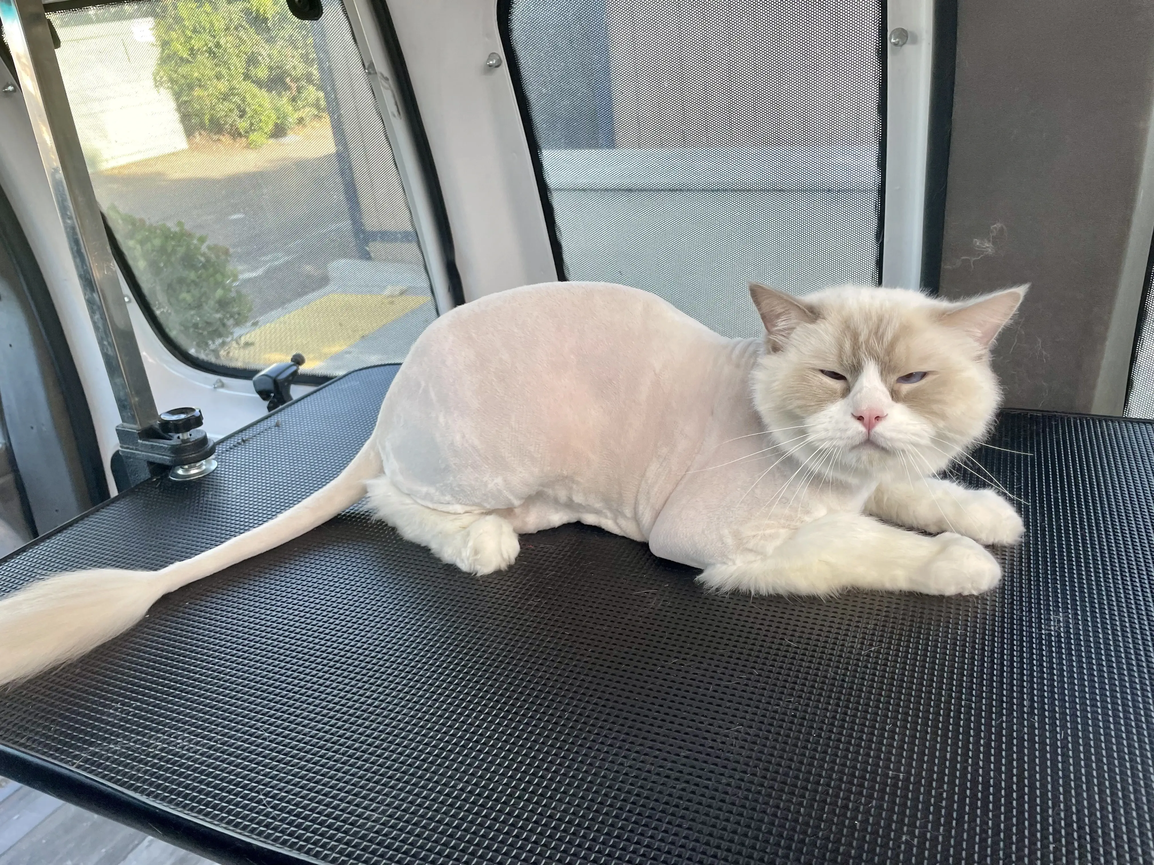 Cat sporting the 'lion cut' style