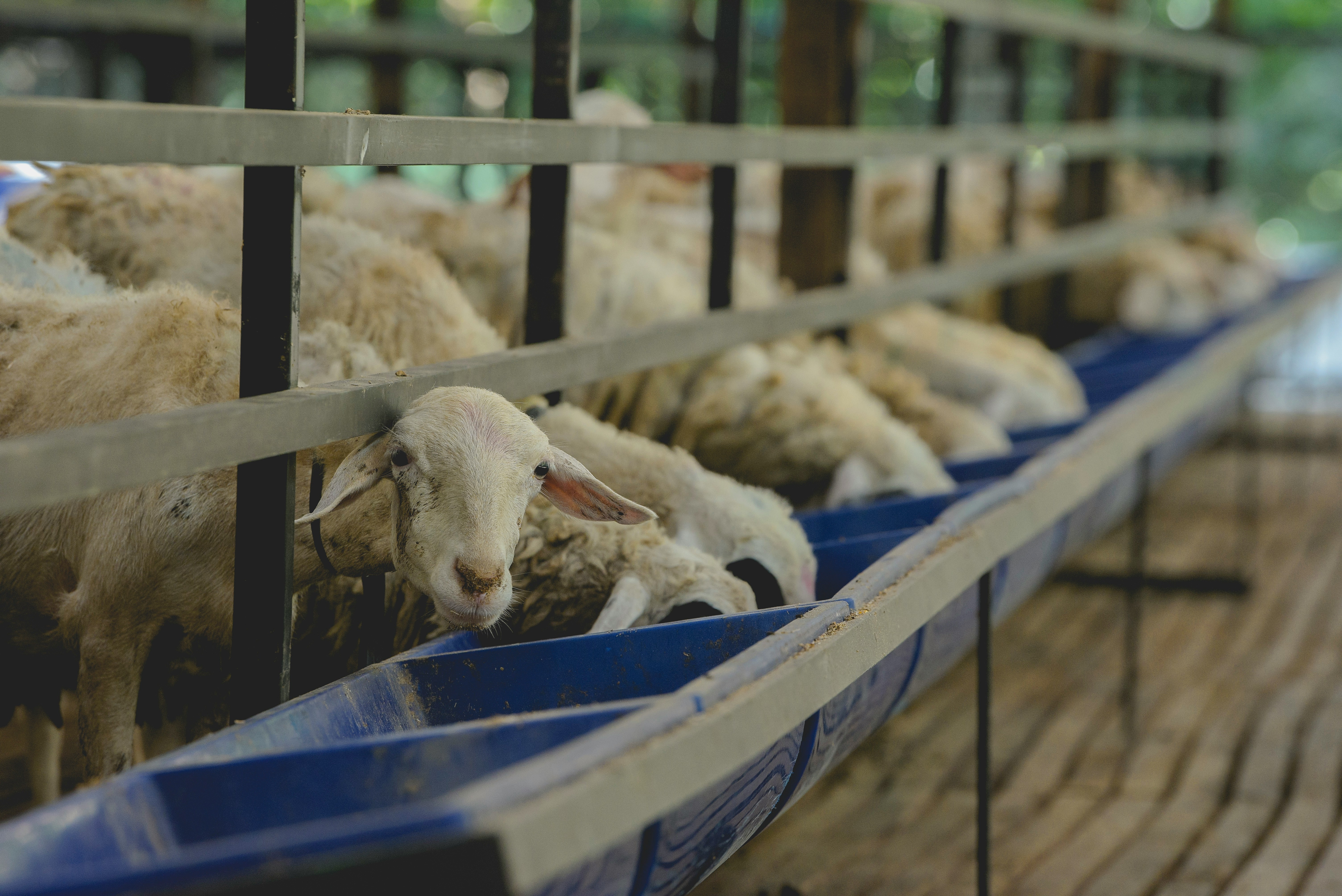 Several sheep eating from a blue trough