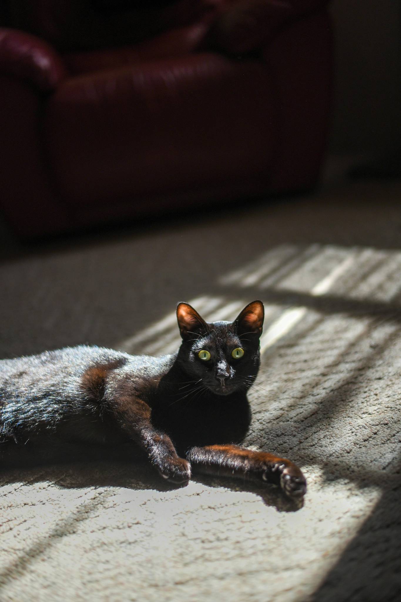 Bombay Cat Breed History