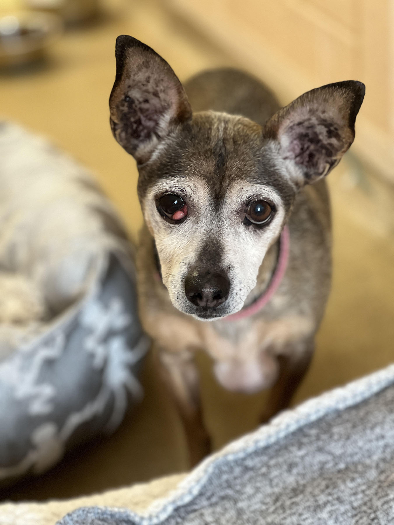 shallow focus photo of woman touching long-coated black and brown dog