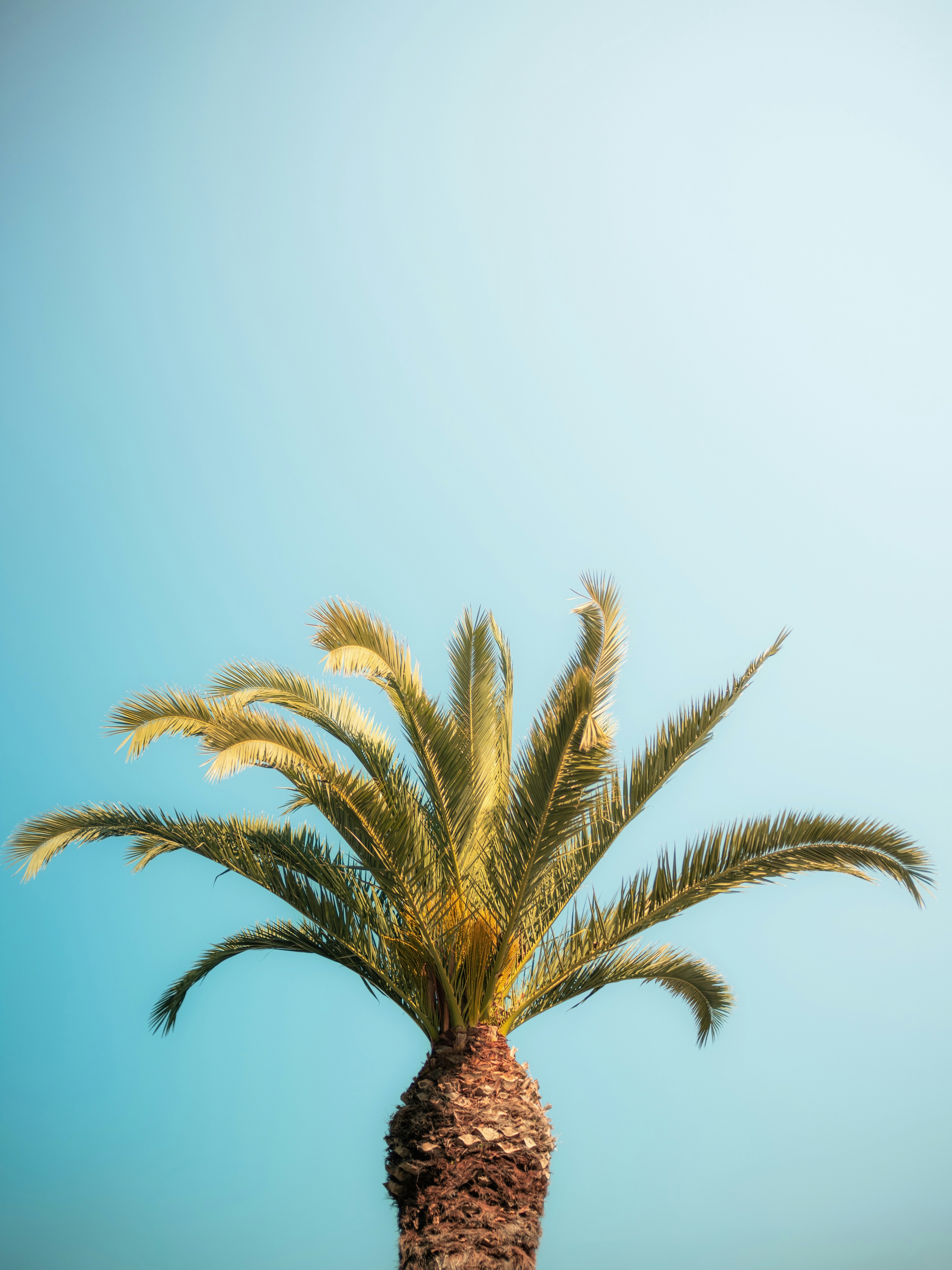 Palm tree stands tall against a blue sky.
