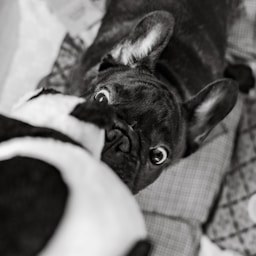 Rocky