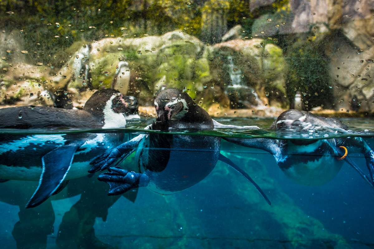 Two bottlenose dolphins swim in clear blue water near a rocky shoreline with green vegetation and small waterfalls.