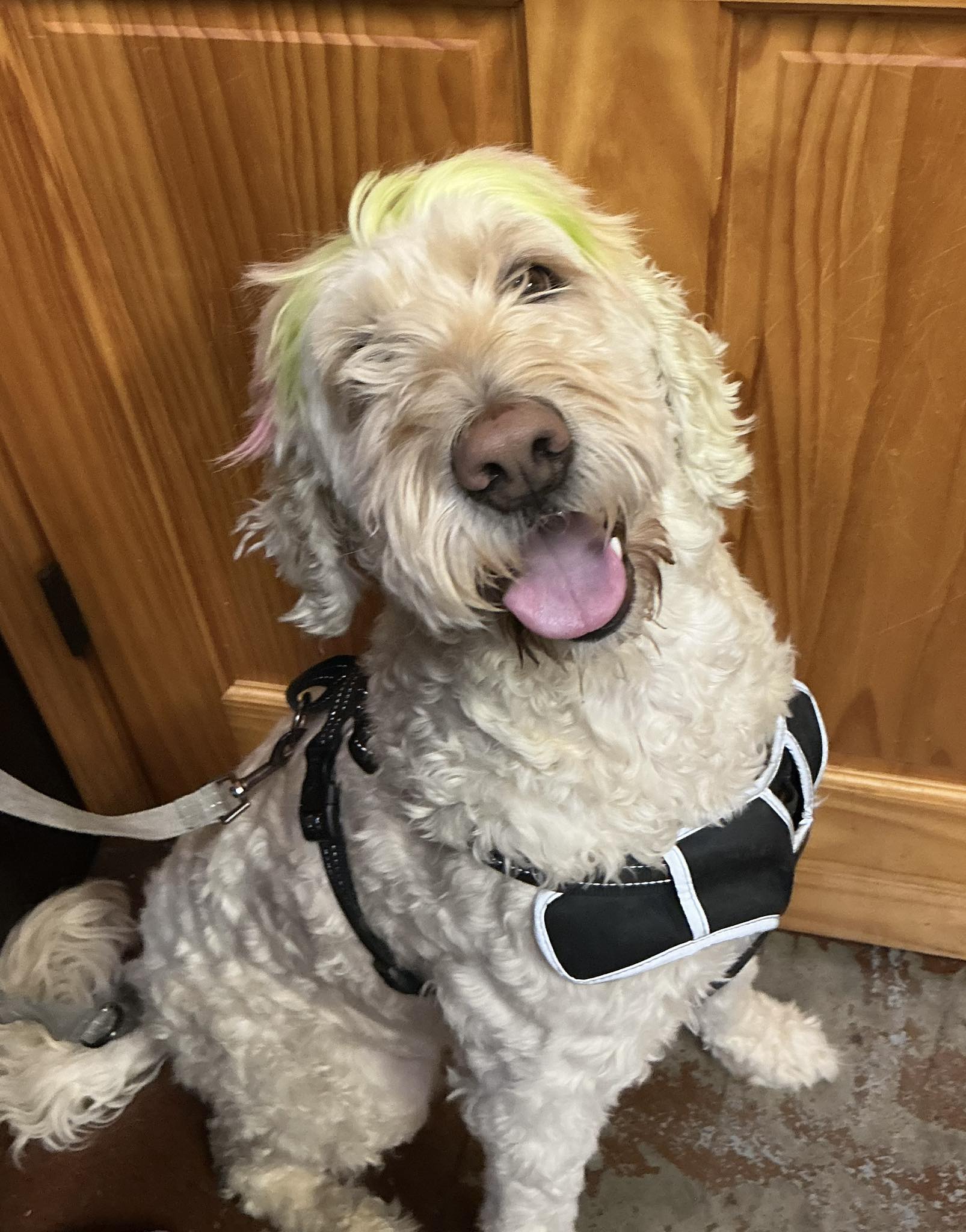 A happy patient with unique yellow highlights, showing the personality of the pets we treat.