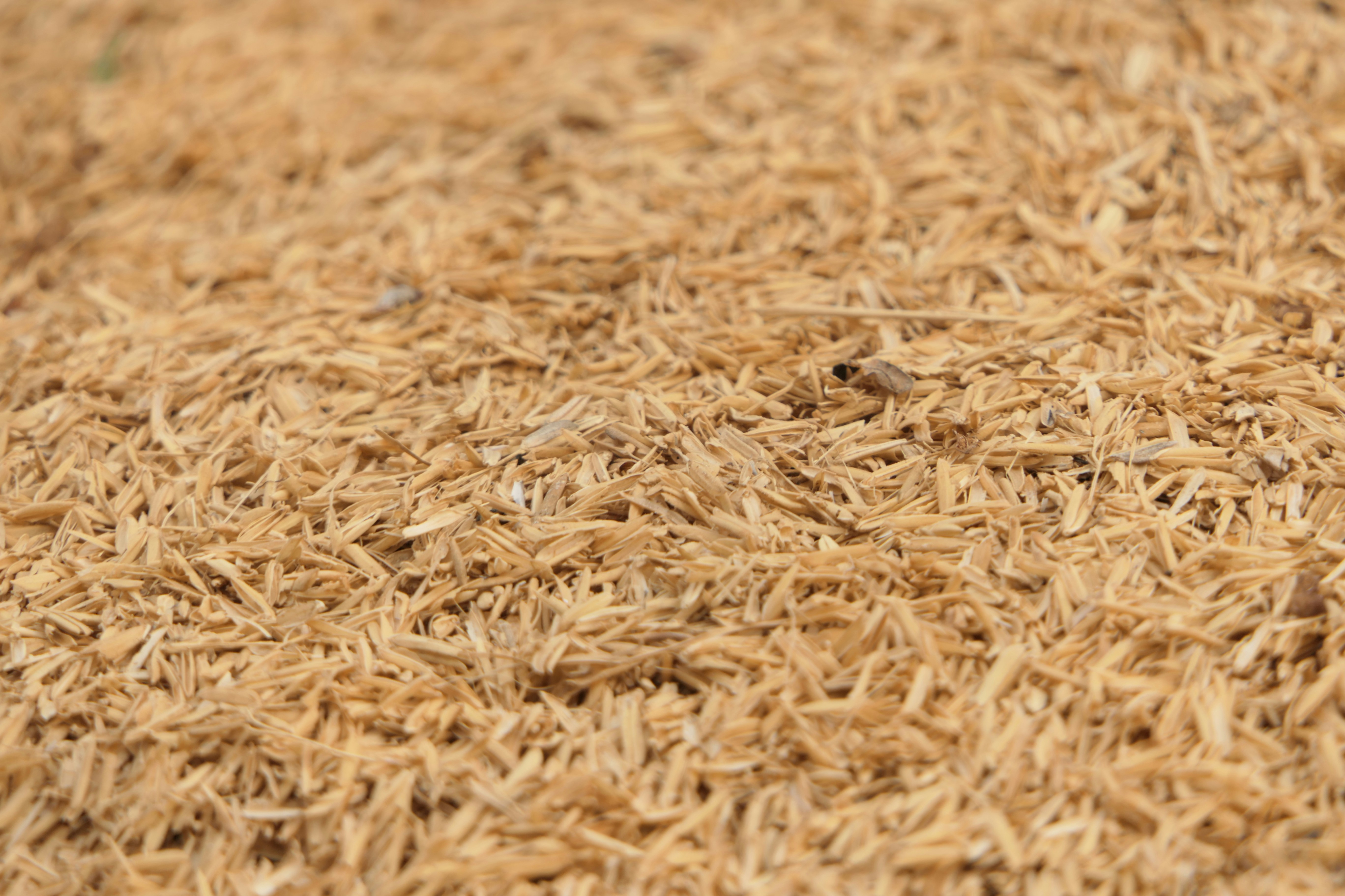 a close up of a pile of brown rice