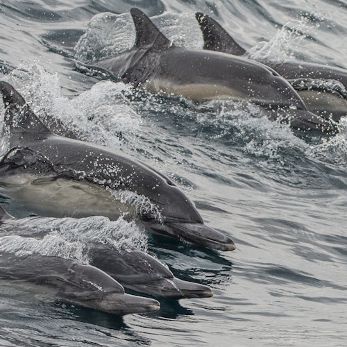 Long Beach Whale Watching & Dolphin