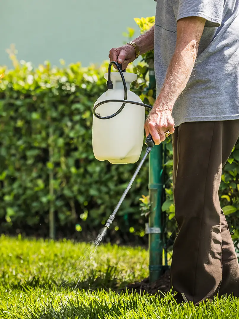 Elderly person spraying grass with a garden sprayer, wearing a gray shirt and brown pants. Vibrant green lawn and hedge in the background.