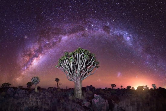 Quiver Tree Forest Exploration