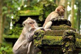 Monkey Forest