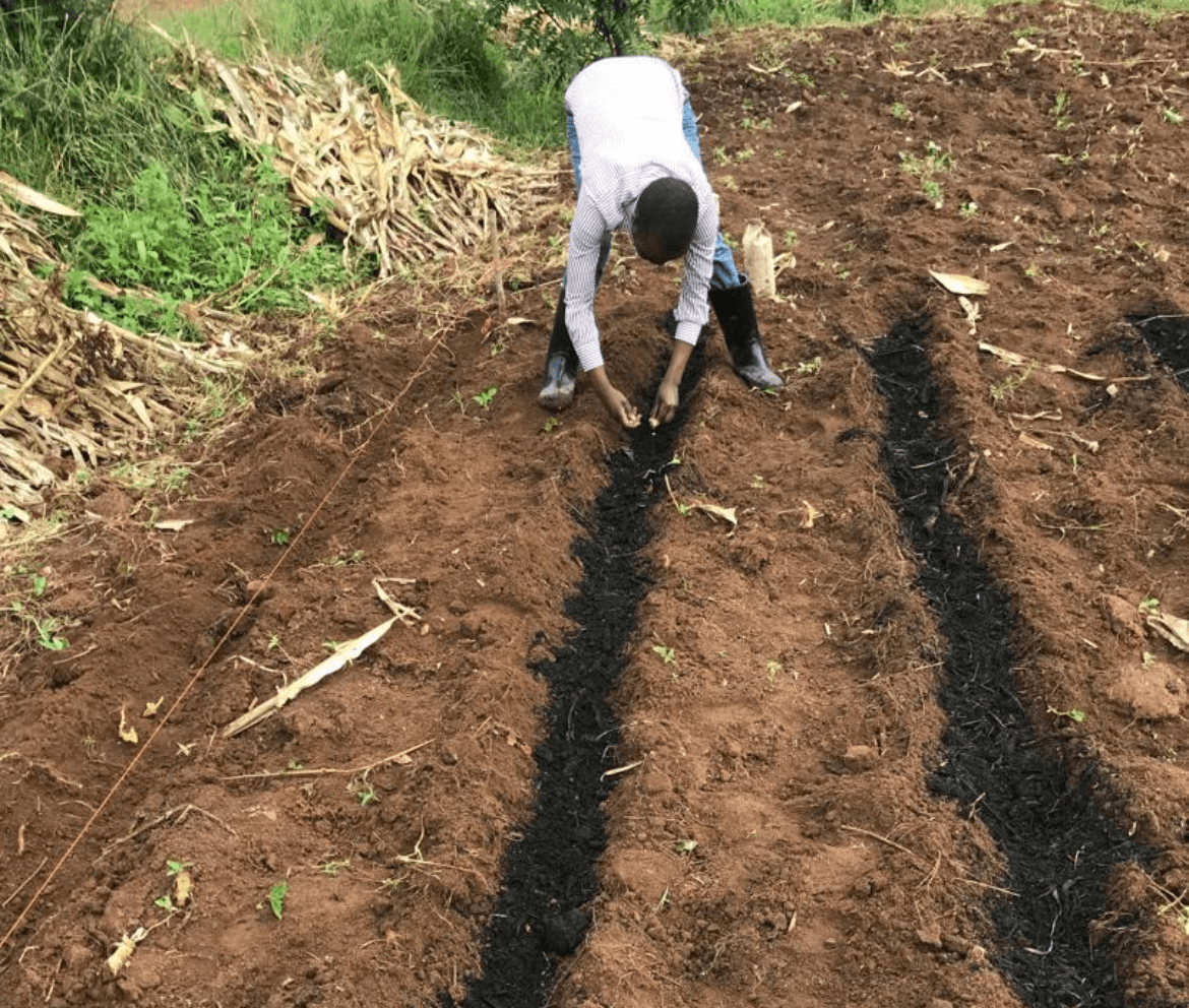 Farmer putting biochar in the soil