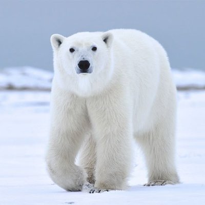 Bugha’s X profile avatar: a polar bear standing on a snow-covered plain facing the camera against a pale gray sky.