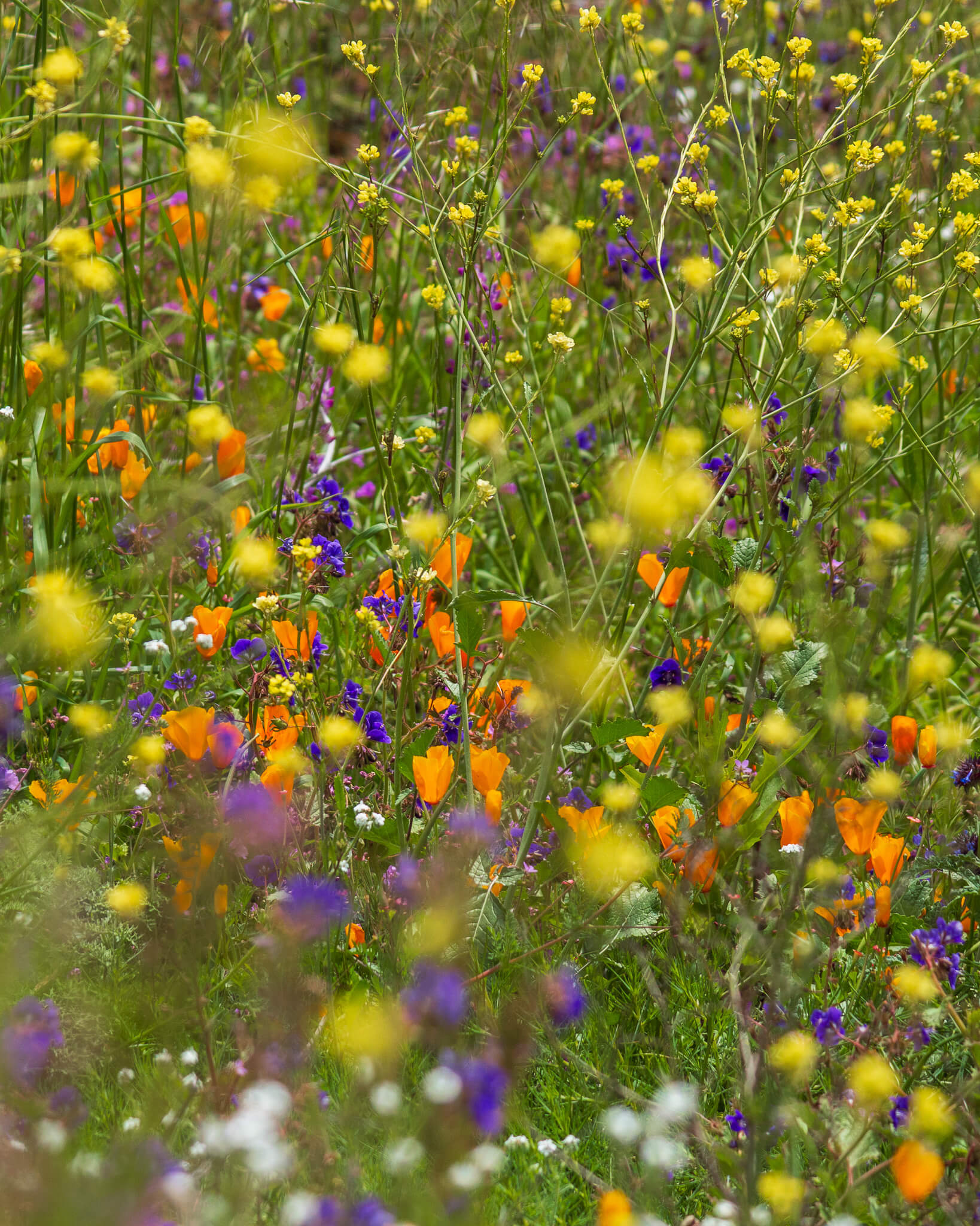 two poppies in a field of wildflowers