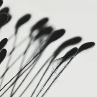 Abstract Organic Forms