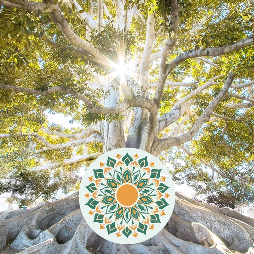 Mihaela Vernica Constelatii Familiale Shop mediatii