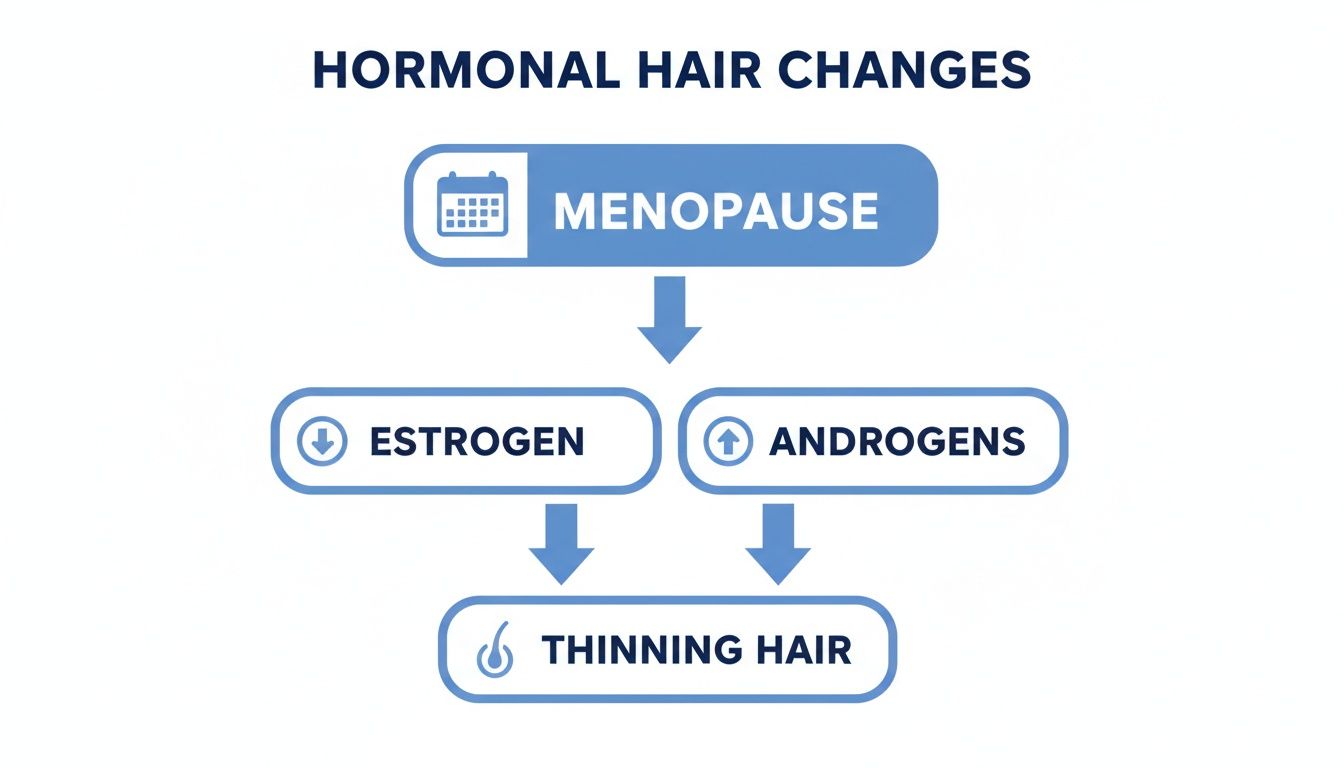 Flowchart illustrating hormonal changes during menopause that result in thinning hair, showing decreased estrogen and increased androgens.