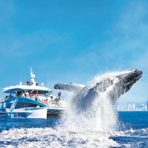 Een walvis springt boven de oceaan uit terwijl mensen vanaf een nabijgelegen Sea World rondvaartboot toekijken onder een heldere blauwe lucht.