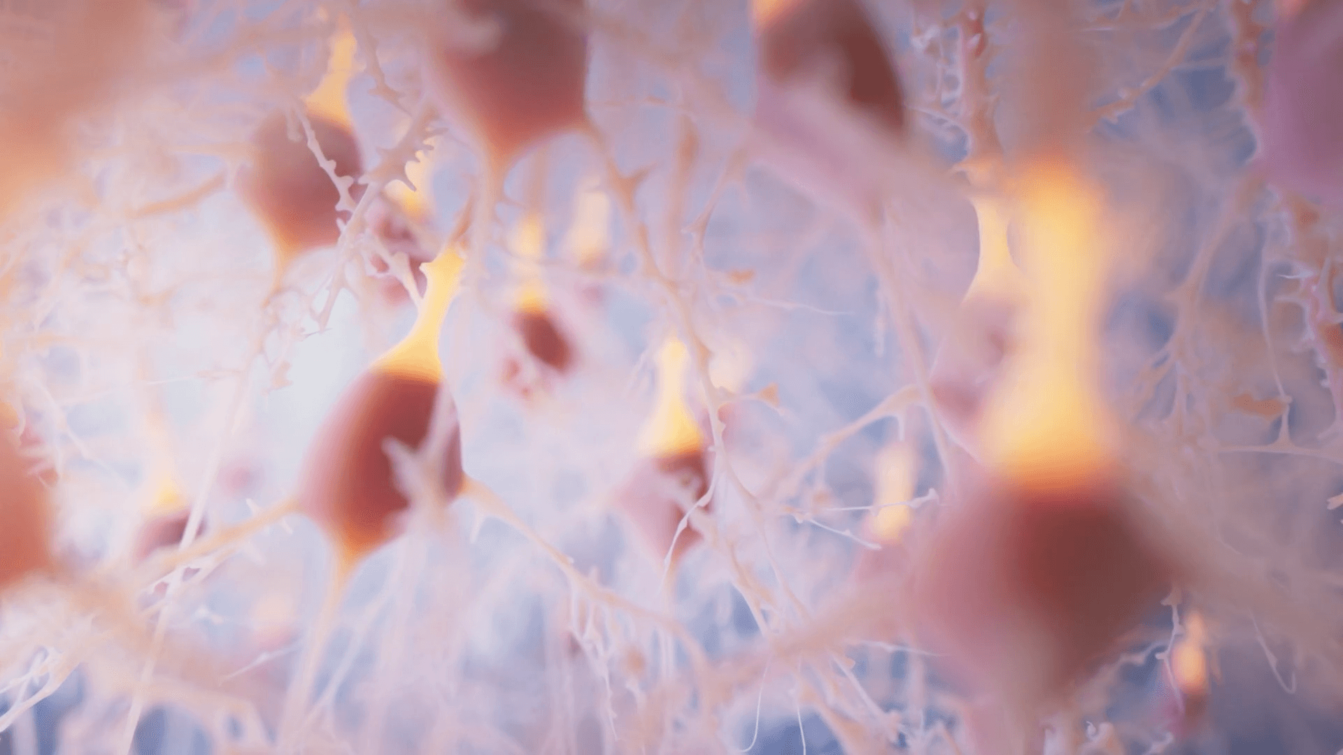 Human brain inside the semitransparent head contour