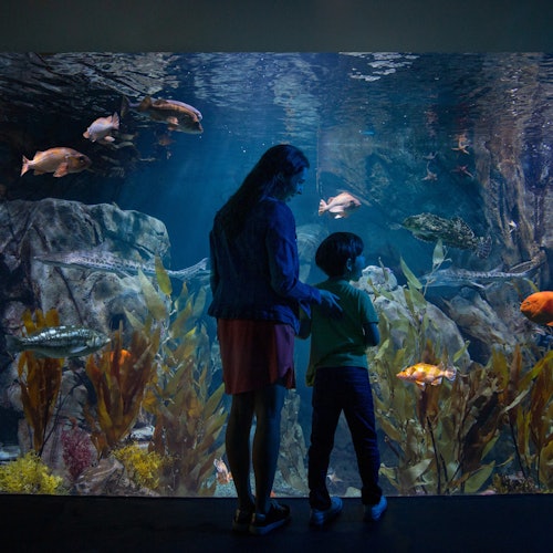 mother and son in front of an aquarium at the Aquarium of the Pacific