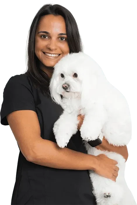 A veterinarian is taking care of a white dog carefully.