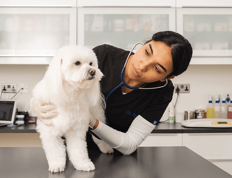 Star Vet Clinic Dubai vet checking heartbeat of small dog, highlighting trusted veterinary care with personal touch.