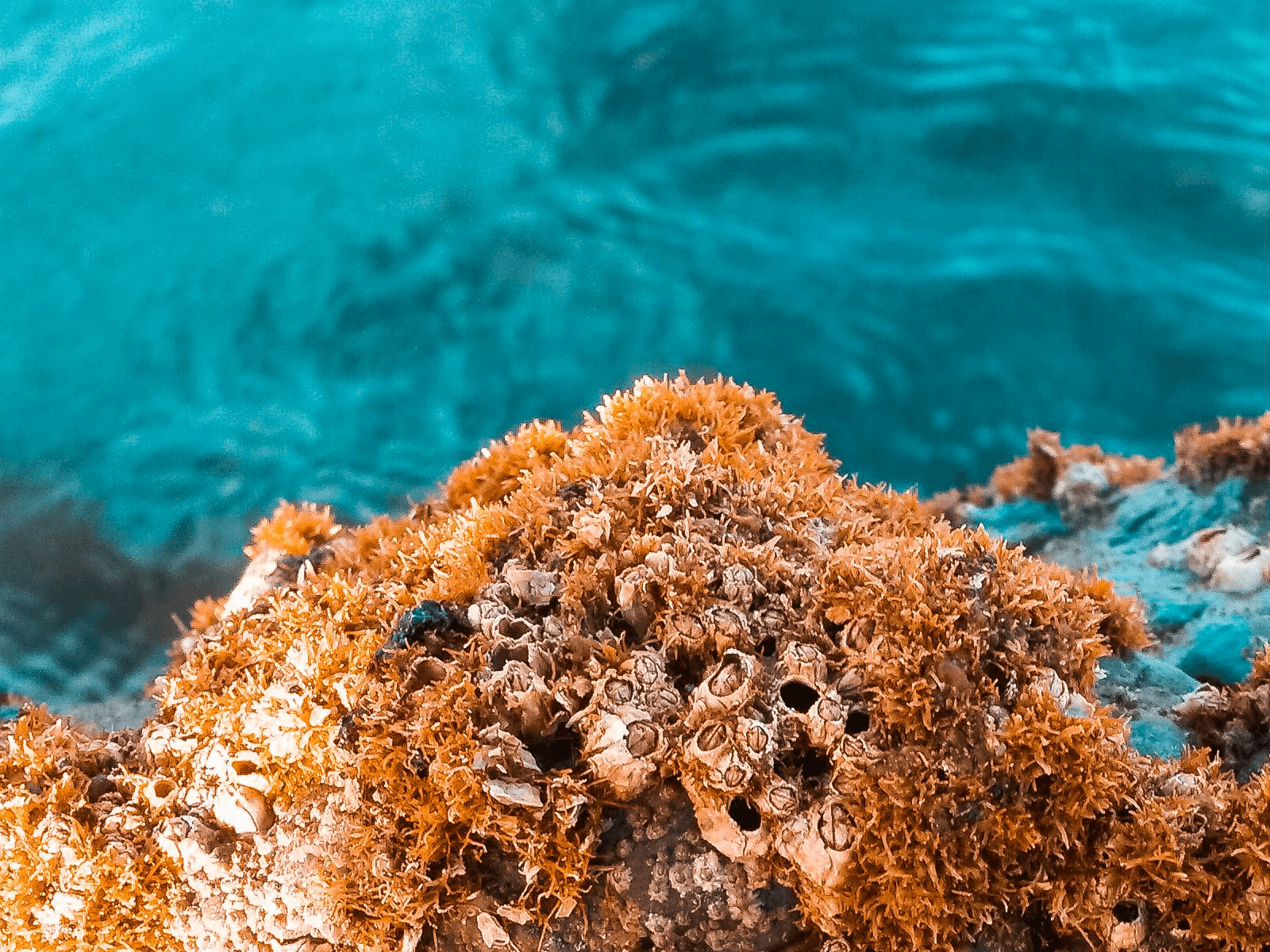 Coral Reef