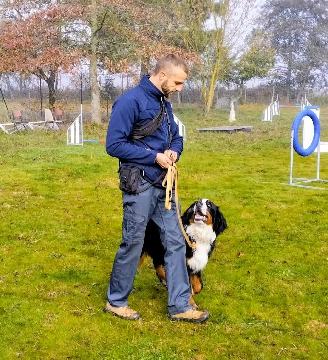 l'educateur canin de fidel travail un jeune bouvier bernois sur la marche en laisse. il ce regarde les yeux dans les yeux