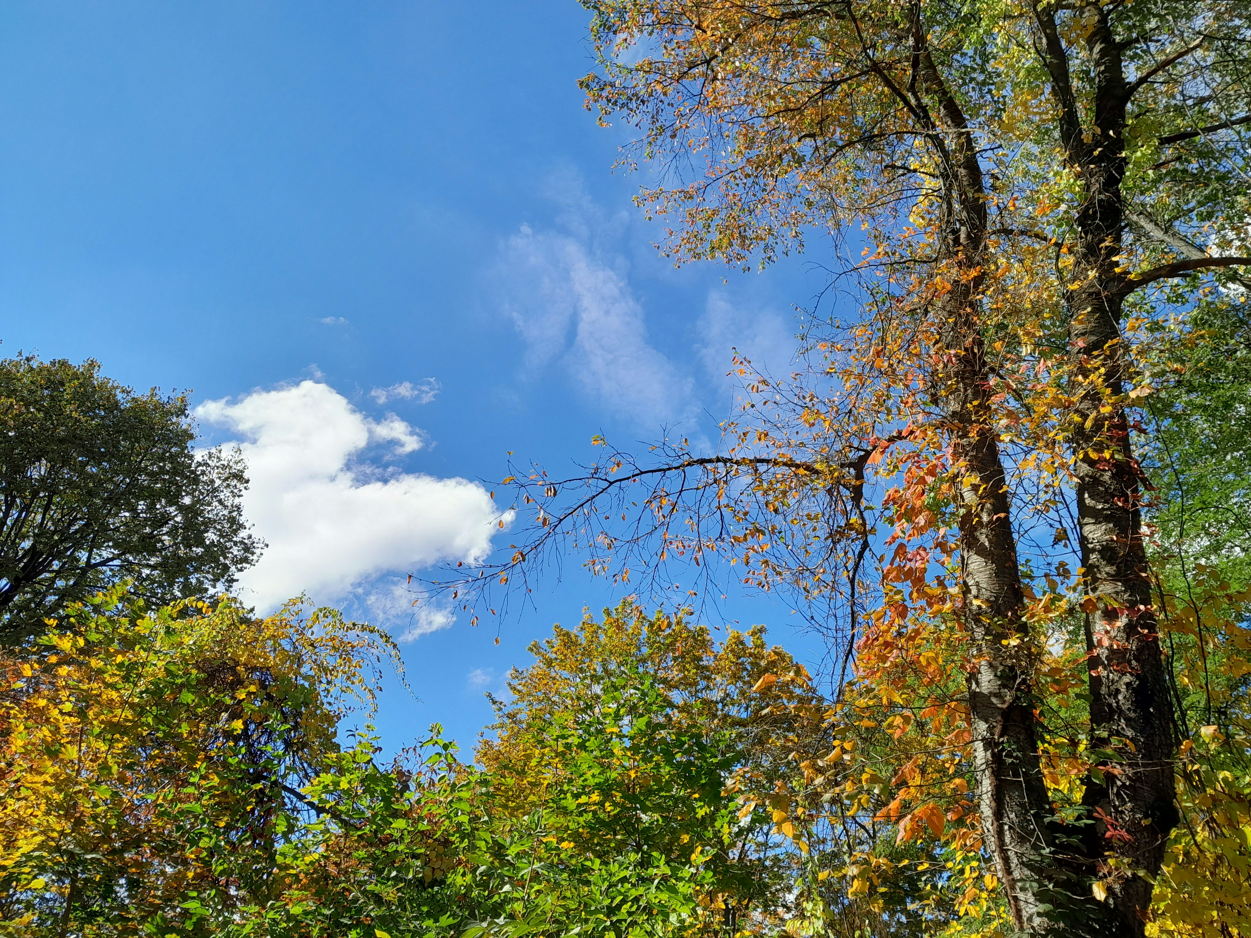 Nature Scene for PA Forest