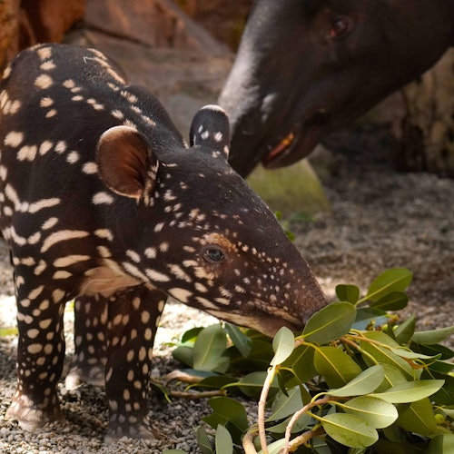 Bioparc Fuengirola: Inträdesbiljett i Fuengirola