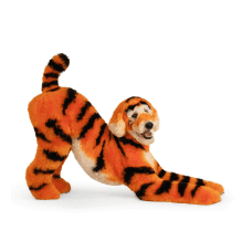 Dog with bold orange and black tiger-style grooming design to showcase imagination, confidence, and high-end creative grooming.