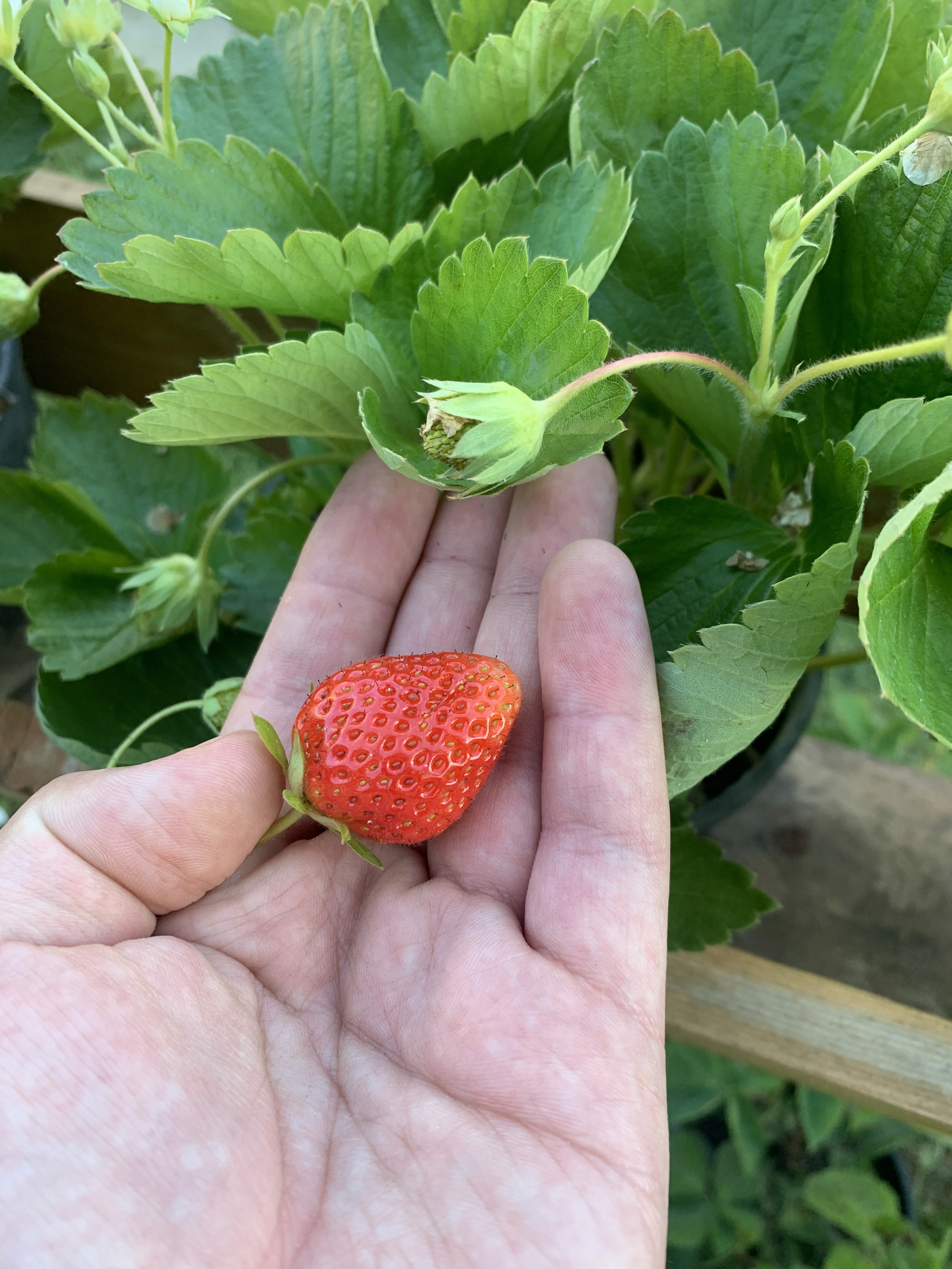 Le fragole fresche di Zefiro