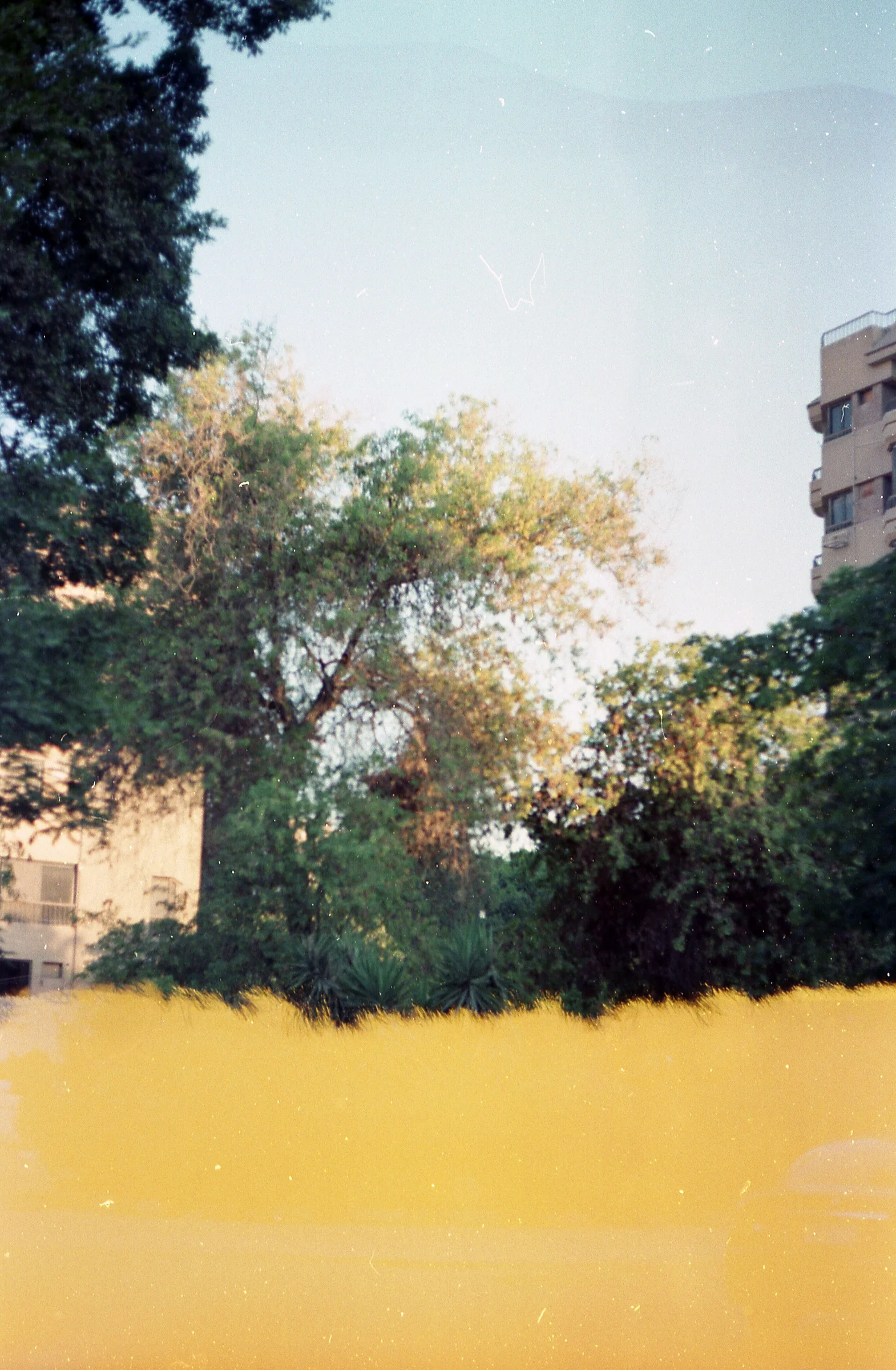 Trees Above a Yellow Wall