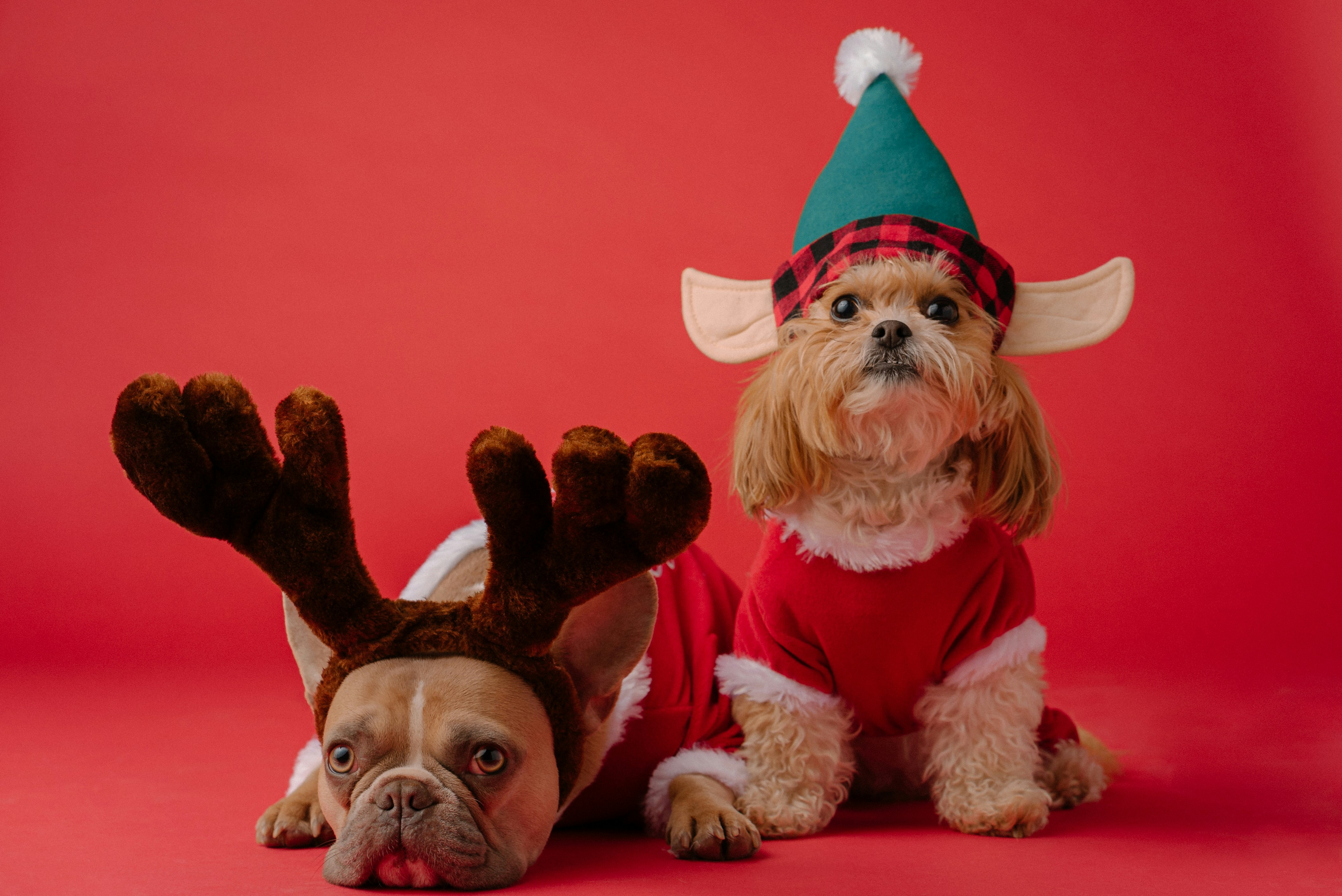 A French Bulldog in reindeer antlers and a Shih Tzu in an elf hat and red Santa outfit pose together against a bright red background.