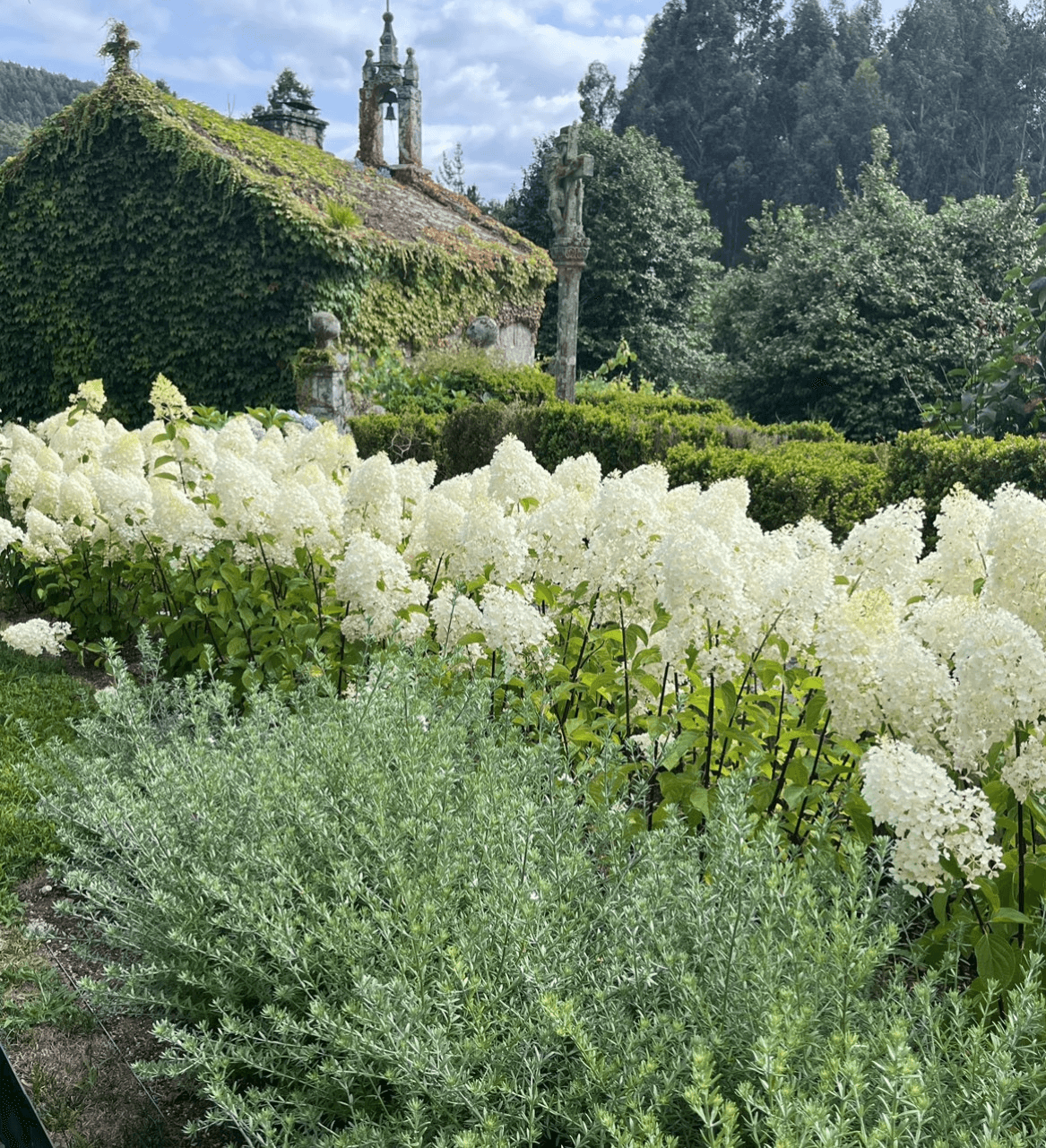 Nuevas plantaciones con la capilla al fondo