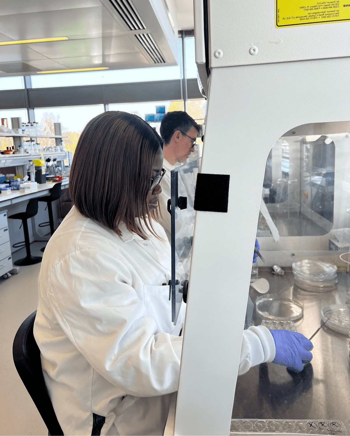 Close-up of rice plants under field conditions, demonstrating yield response under environmental stress.